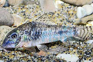 Corydoras ellisae