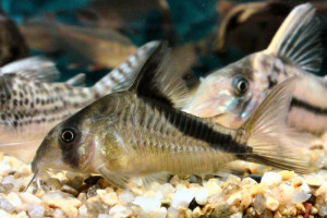 Corydoras melini