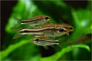 Corydoras pygmaeus