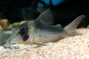 Corydoras serratus