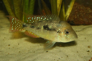 Gymnogeophagus caaguazuensis