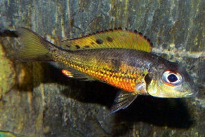 Callochromis melanostigma