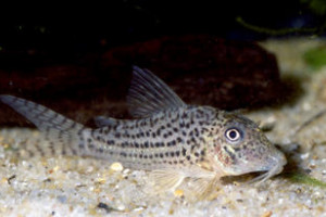 Corydoras maculifer