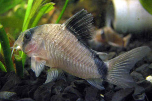 Corydoras metae