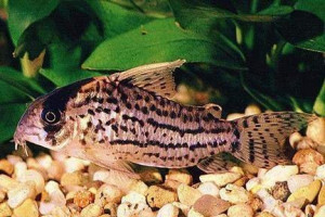 Corydoras surinamensis