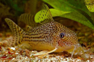 Corydoras spectabilis