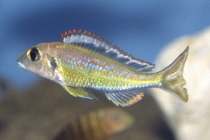 Callochromis pleurospilus