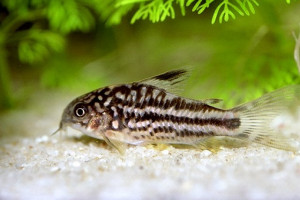 Corydoras nanus