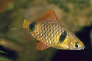 Puntius cumingii