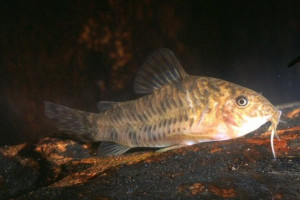 Corydoras difluviatilis