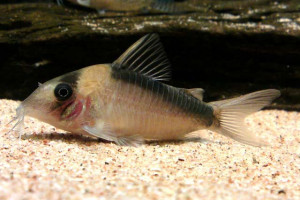 Corydoras imitator