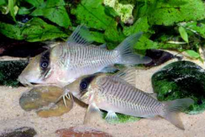 Corydoras spilurus