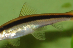 Crossocheilus nigriloba