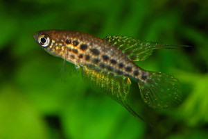 Simpsonichthys constanciae