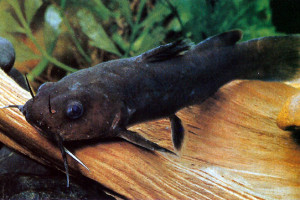 Lophiobagrus cyclurus