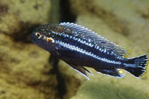 Melanochromis dialeptos