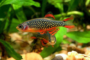 Danio margaritatus