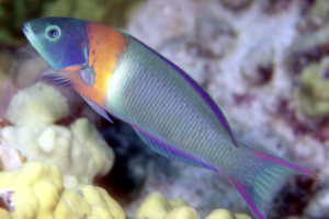 Thalassoma duperrey