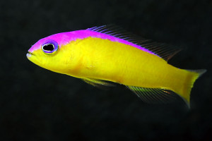 Pictichromis diadema