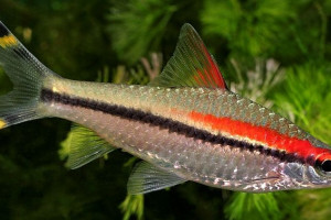 Sahyadria denisonii