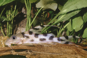 Synodontis decora