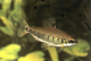 Distichodus decemmaculatus