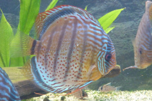 ZZ Symphysodon discus tarzoo