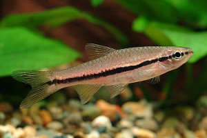 Rasbora einthovenii