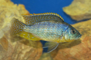 Eclectochromis ornatus