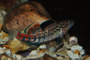 Etheostoma spectabile