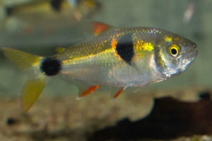 Exodon paradoxus