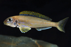 Xenotilapia flavipinnis