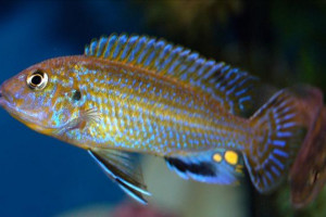 Labidochromis flavigulis