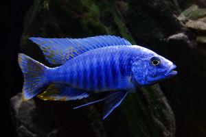 Sciaenochromis fryeri