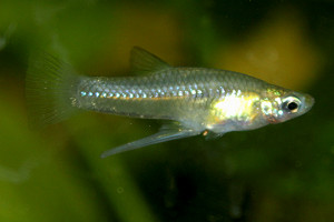 Girardinus falcatus