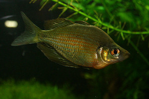 Glossolepis wanamensis