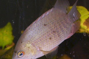 Pristolepis grootii
