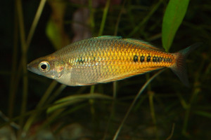 Glossolepis ramuensis