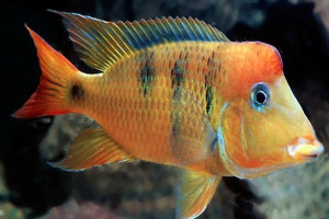 Geophagus Pellegrini