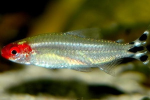 Petitella georgiae