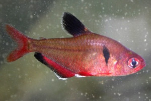 Hyphessobrycon griemi