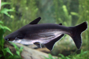 Pangasianodon hypophthalmus