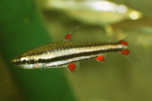 Nannostomus harrisoni