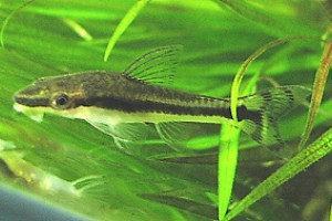 Otocinclus hasemani