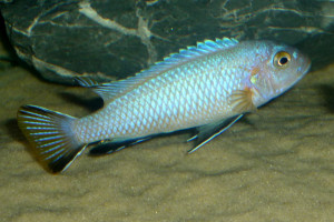 Pseudotropheus heteropictus