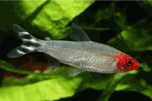 Hemigrammus rhodostomus