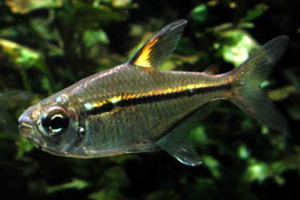 Hemigrammus ulreyi