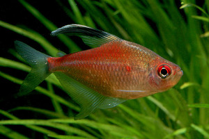 Hyphessobrycon pyrrhonotus