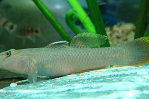 Rhinogobius henchuenensis