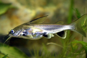 Hexanematichthys seemanni